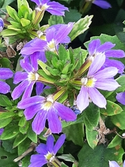 Scaevola aemula