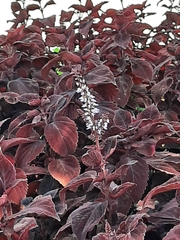 Coleus scutellarioides