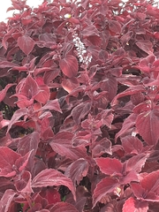 Coleus scutellarioides