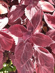 Coleus scutellarioides