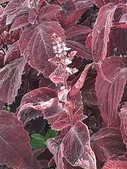 Coleus scutellarioides