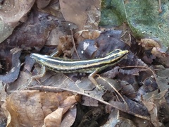 Sphenomorphus sanctus