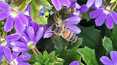 Apis mellifera