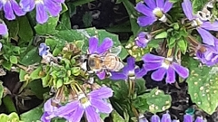 Apis mellifera