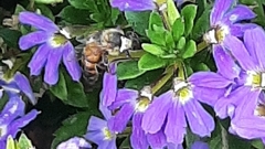 Apis mellifera