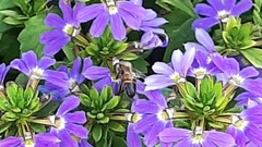 Apis mellifera