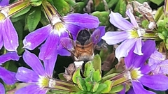 Apis mellifera