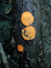 Scutellinia nigrohirtula