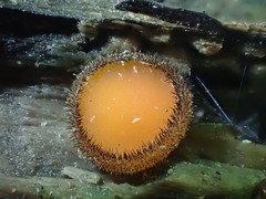 Scutellinia nigrohirtula