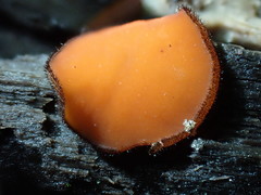 Scutellinia nigrohirtula