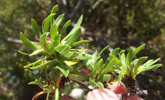 Cliffortia drepanoides