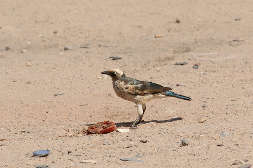 White-crowned Starling (Lamprotornis albicapillus), photo 9