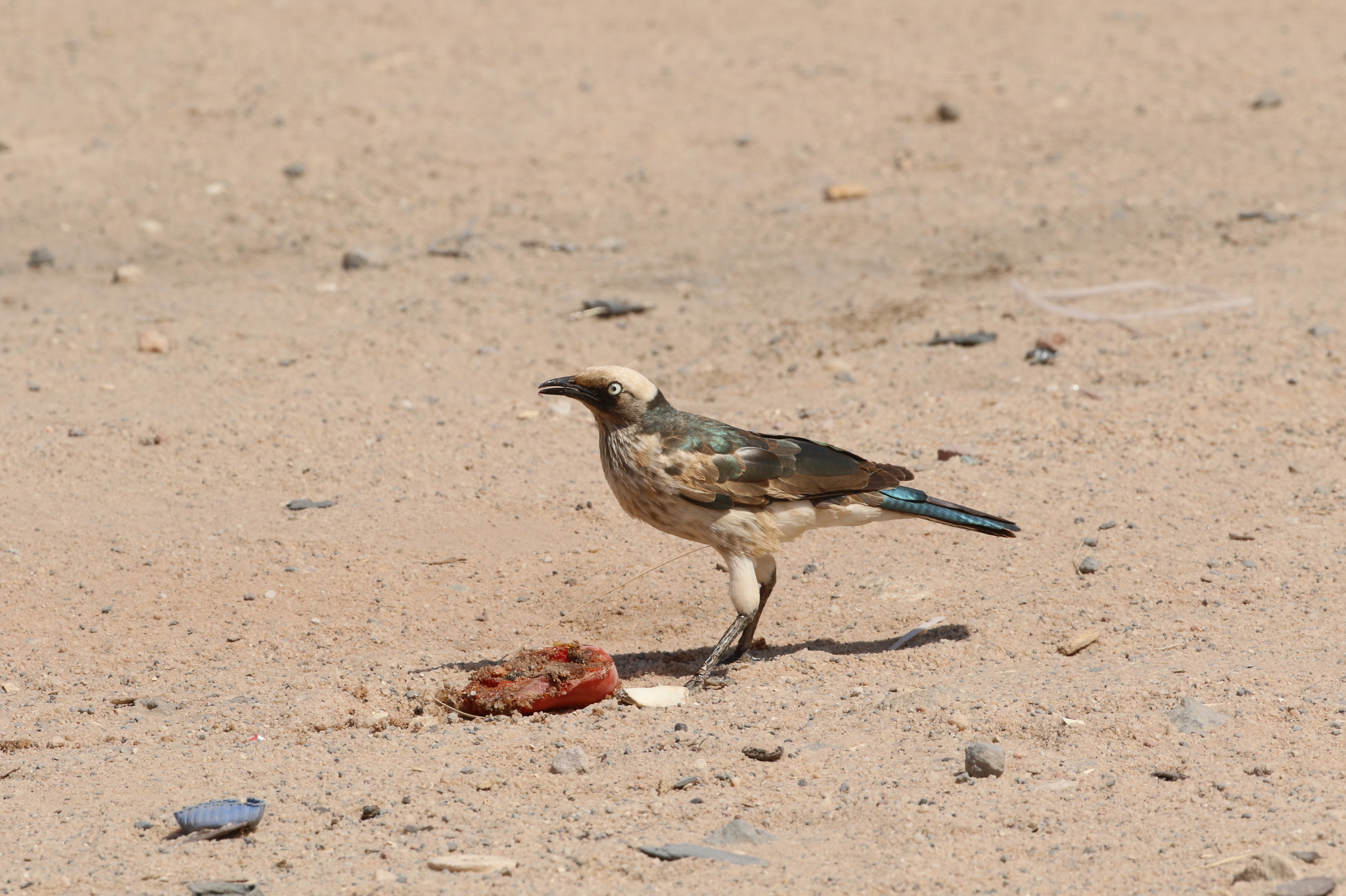 White-crowned Starling (Lamprotornis albicapillus), photo 6