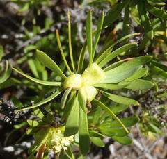 Cliffortia drepanoides