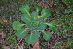 Saxifraga spathularis