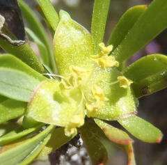 Cliffortia drepanoides