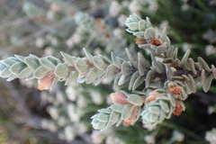 Clutia tomentosa