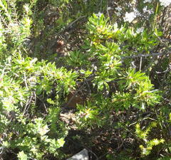 Cliffortia drepanoides