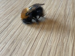 Bombus hypnorum