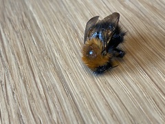Bombus hypnorum