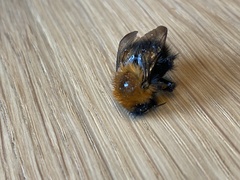 Bombus hypnorum