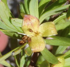 Cliffortia drepanoides