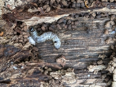 Scolecocampa liburna