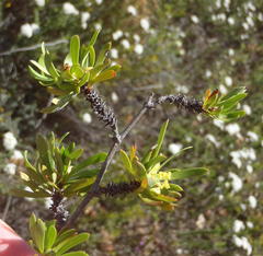 Cliffortia drepanoides