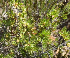 Cliffortia drepanoides