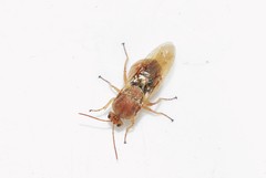 Andricus sternlichti