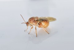 Andricus sternlichti