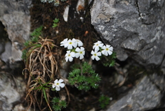 Androsace alchemilloides