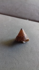 Calliostoma
