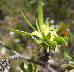 Cliffortia drepanoides