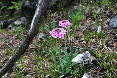 Androsace spinulifera
