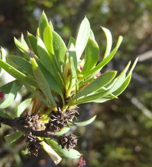 Cliffortia drepanoides