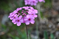Androsace spinulifera