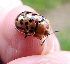 Conchyloctenia punctata