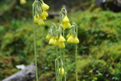 Primula sikkimensis