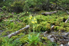 Primula sikkimensis