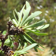 Cliffortia drepanoides