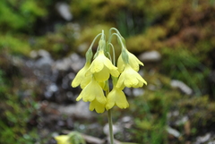 Primula sikkimensis