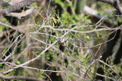 Protographium epidaus fenochionis