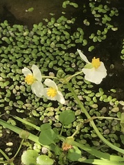 Sagittaria sanfordii
