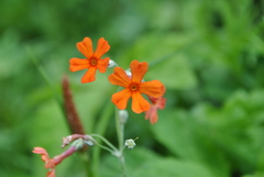 Primula cockburniana
