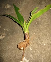 Clivia miniata miniata