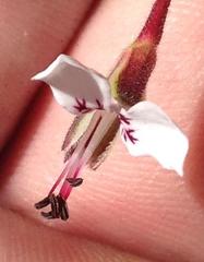 Pelargonium dipetalum