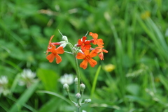 Primula cockburniana