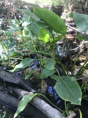 Sagittaria sanfordii