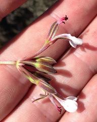 Pelargonium dipetalum